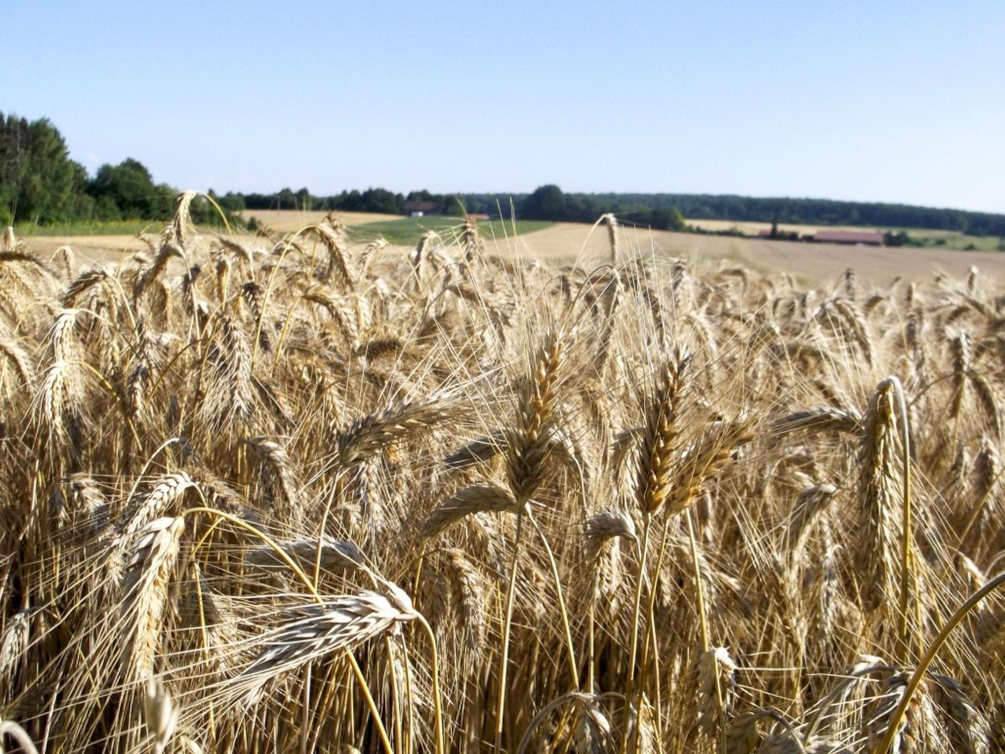 Hof Am Horn - Fewos In Der Natur Laichingen Exteriér fotografie