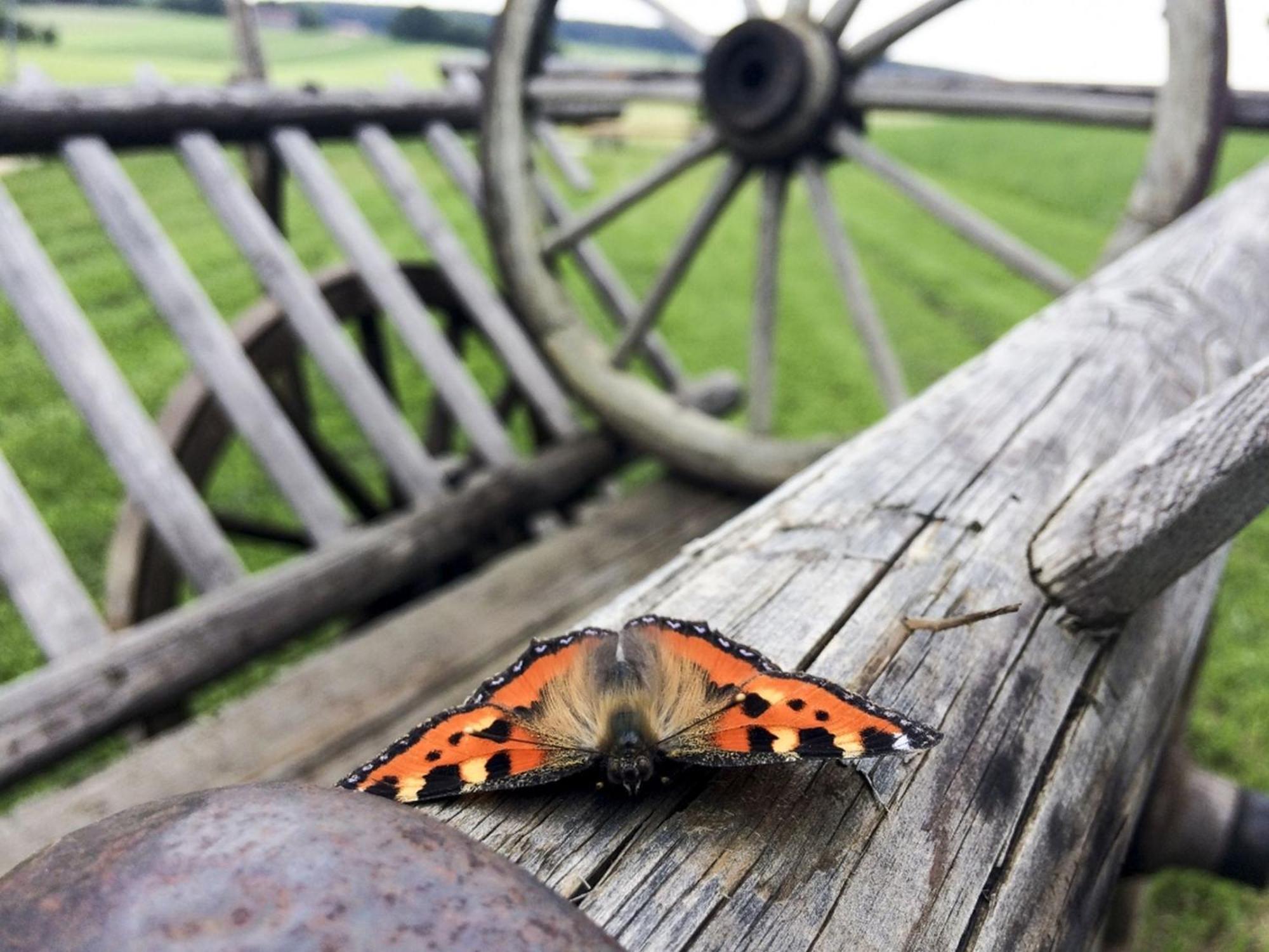 Hof Am Horn - Fewos In Der Natur Laichingen Exteriér fotografie
